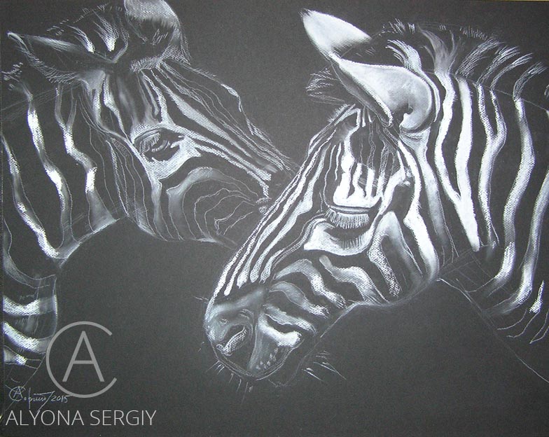 10 zebras wite pastel in black paper