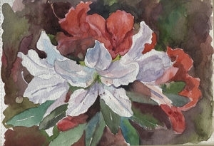 Rhododendron