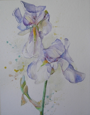 Wight irises